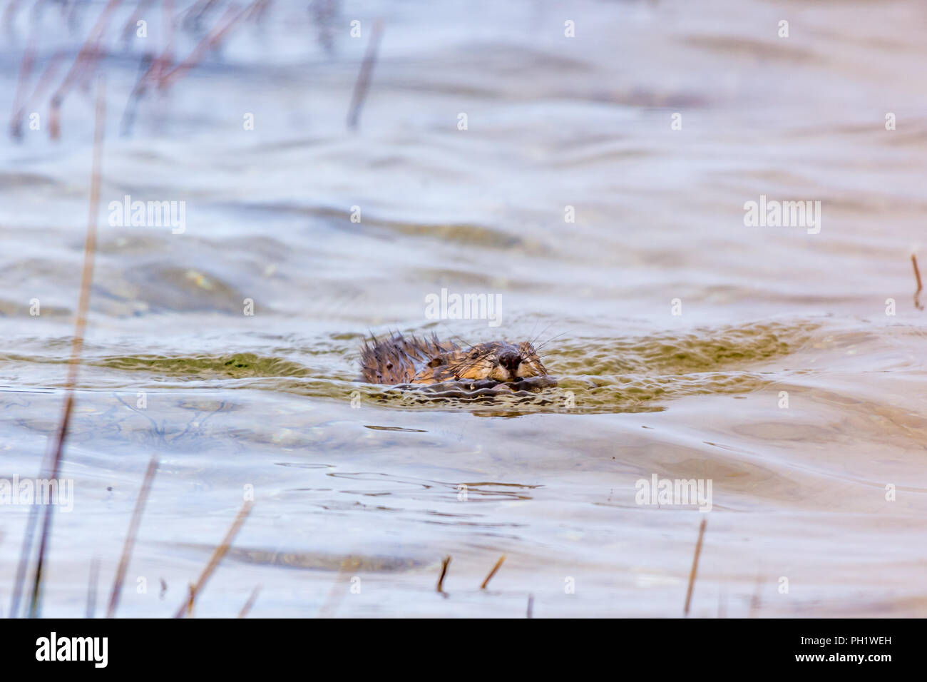 A muskrat (Ondatra zibethicus) swimming carrying a branch. Stock Photo