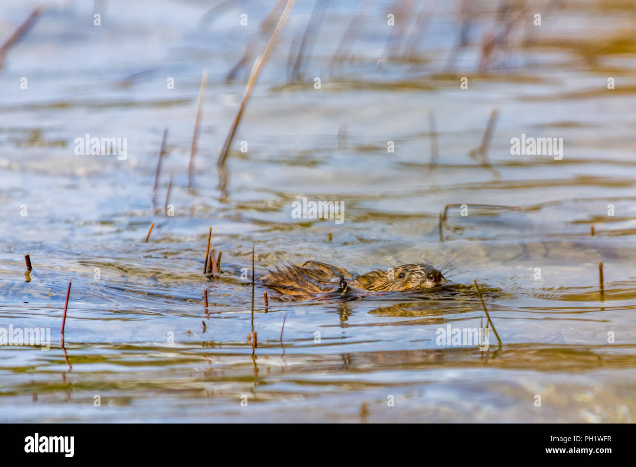 Muskrat (Ondatra zibethicus) swimming carrying a stick. Stock Photo