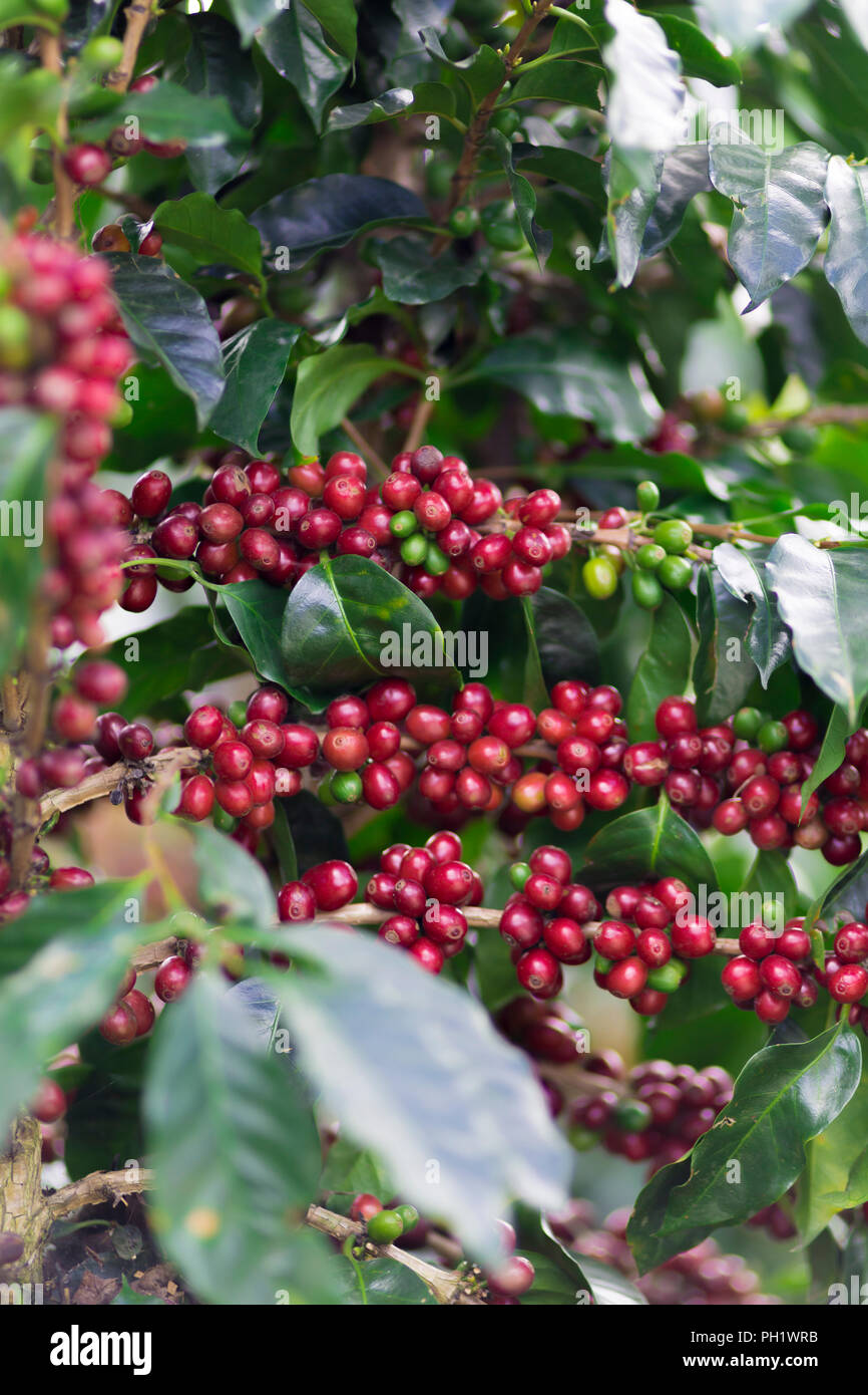 Coffee Plant. Red Coffee Beans on a Branch of Coffee Tree Stock Photo ...