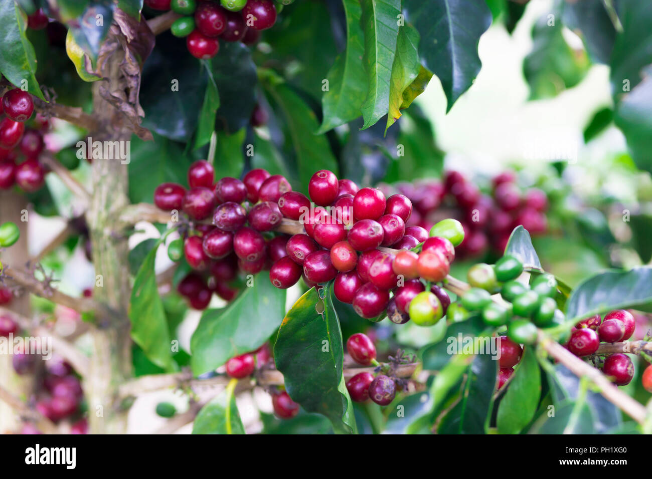 Coffee Plant. Red Coffee Beans on a Branch of Coffee Tree Stock Photo ...