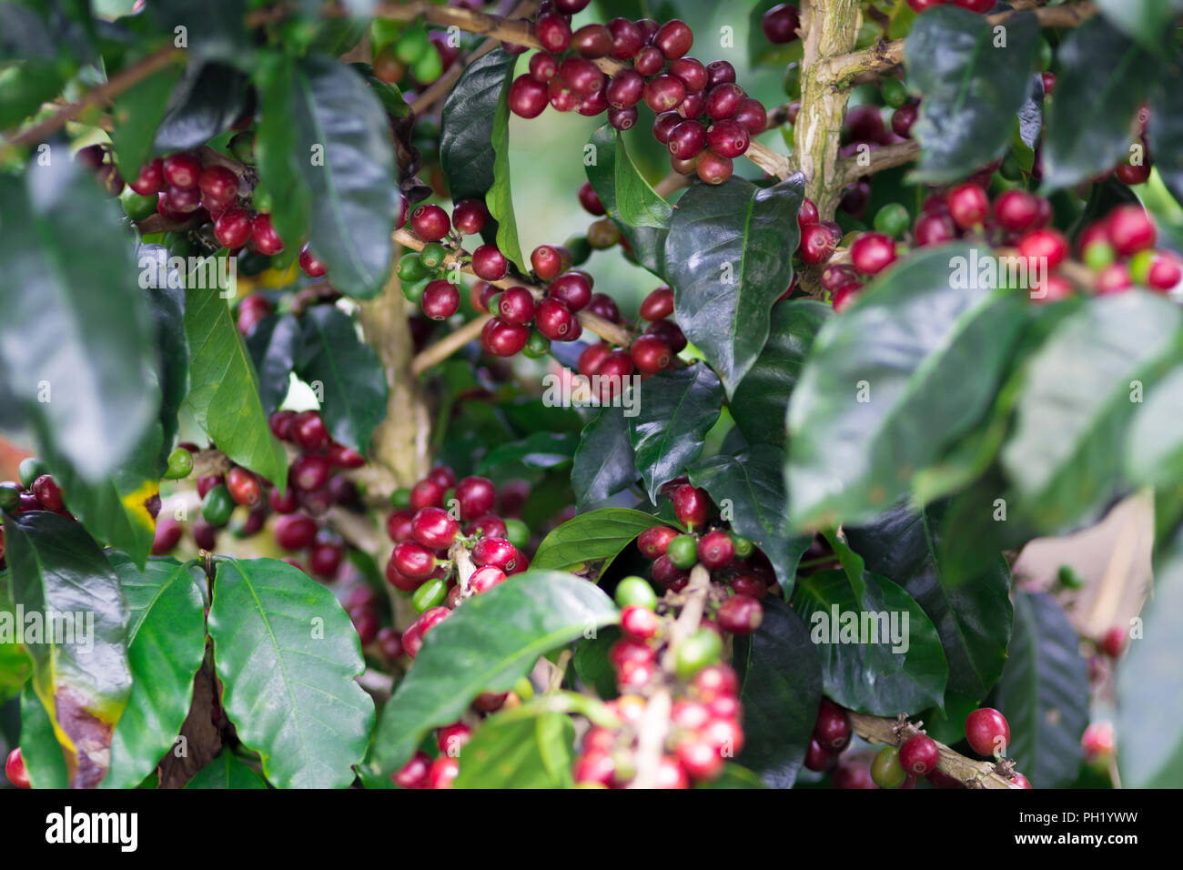 Coffee Plant. Red Coffee Beans on a Branch of Coffee Tree Stock Photo ...