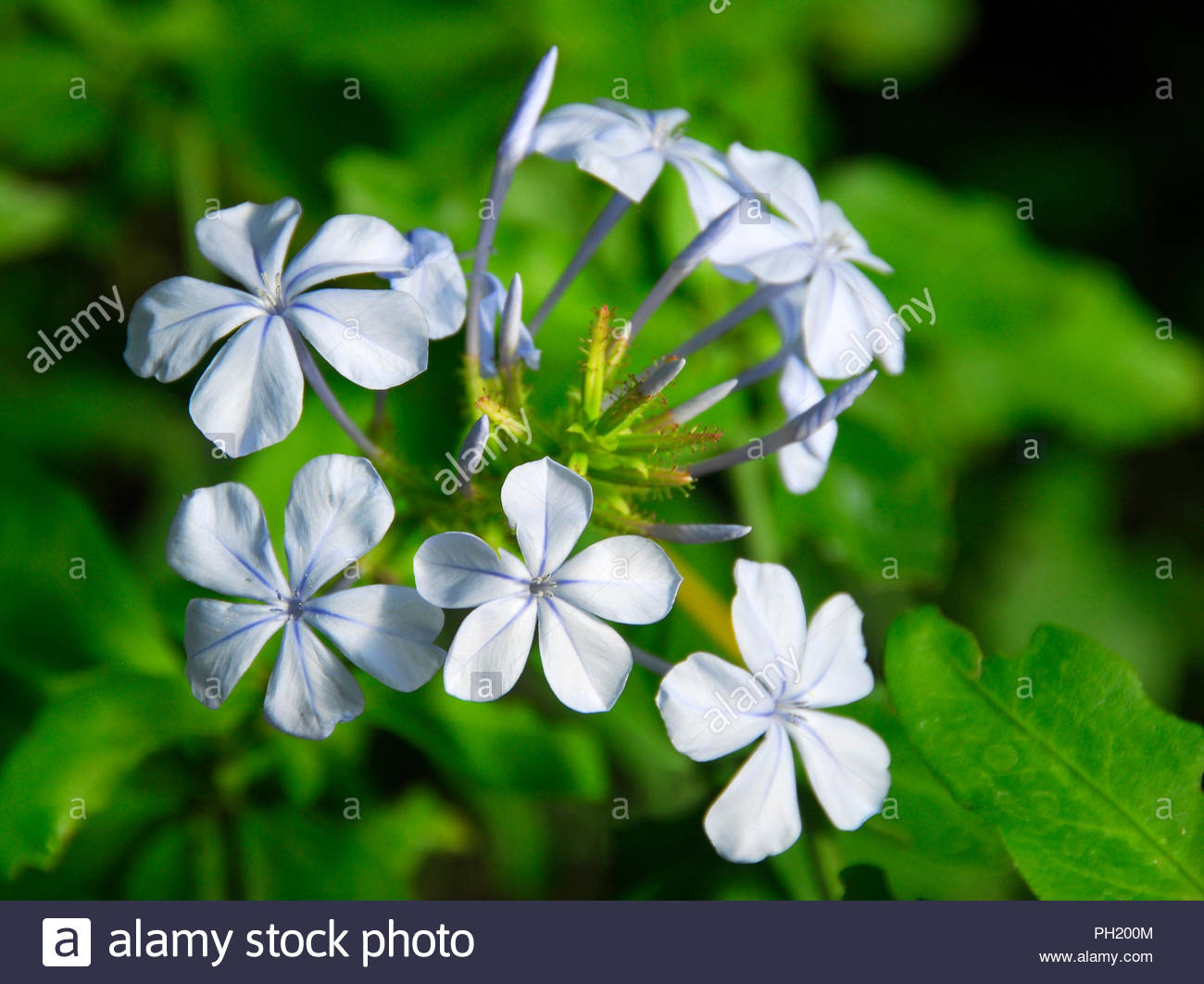 Blue Vervain Stock Photos & Blue Vervain Stock Images Alamy