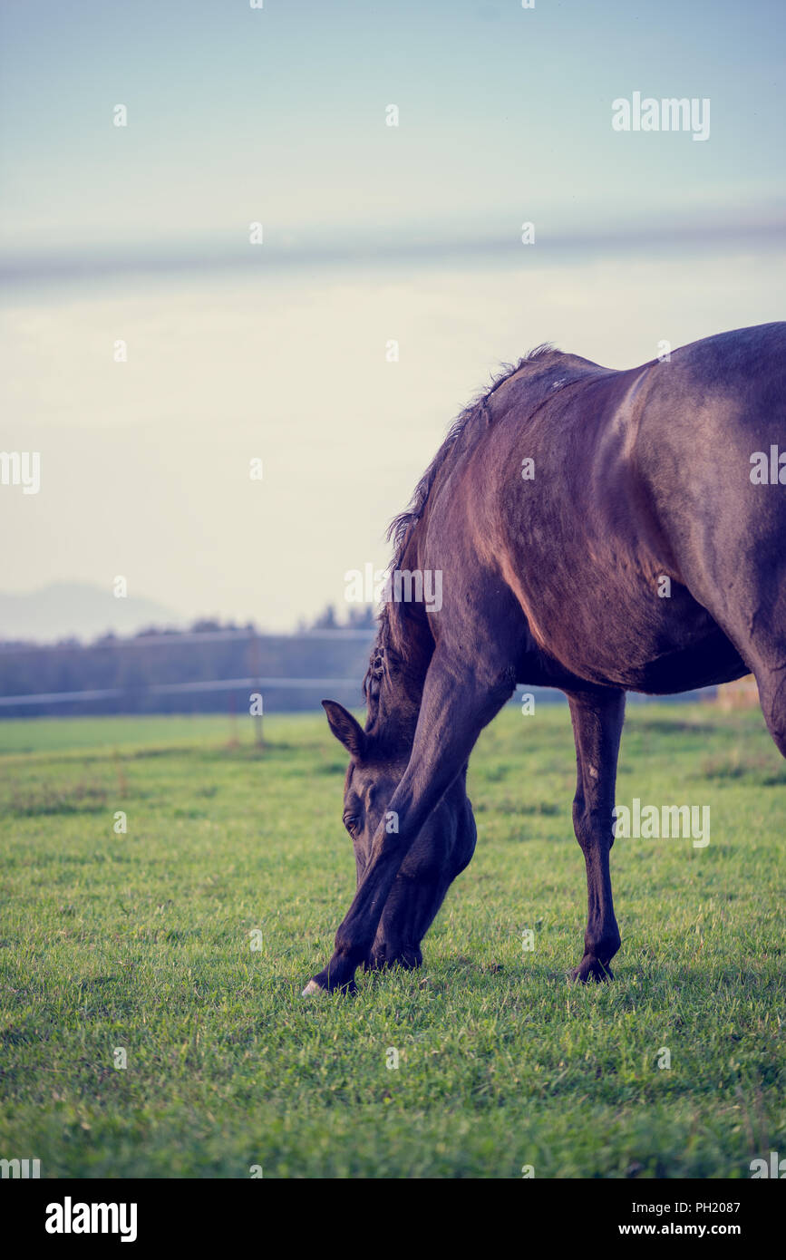 Retro image of brown horse grazing in a lush green pasture viewed side ...