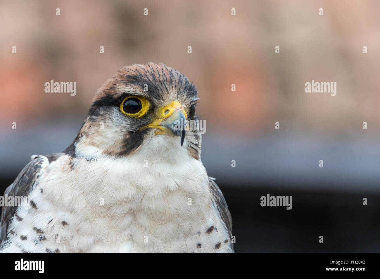 Close up of Lanner Falcon at falconry Stock Photo Alamy