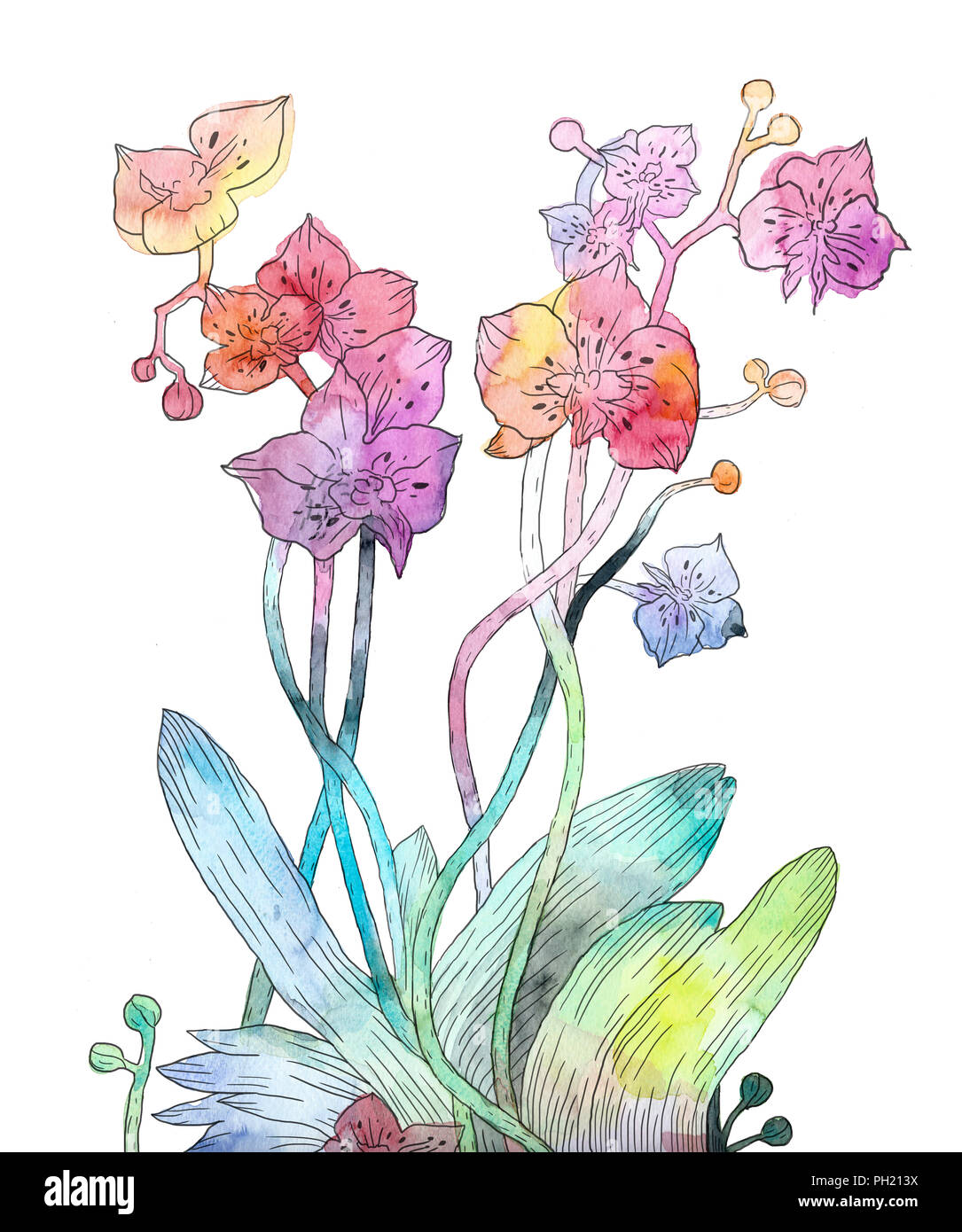 Watercolour illustration of orchid flowers Stock Photo