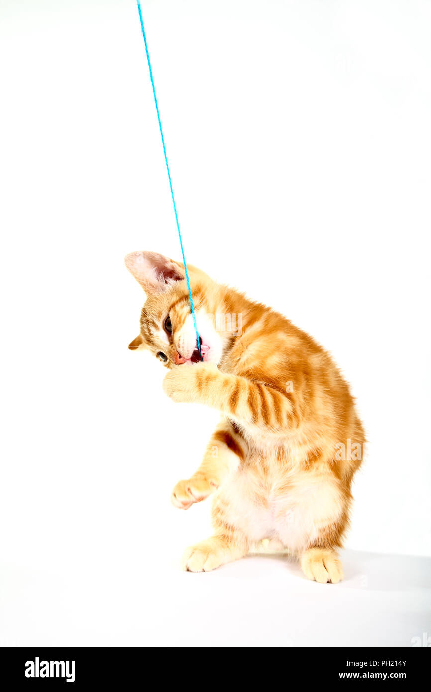 Ginger mackerel tabby kitten isolated on a white background playing
