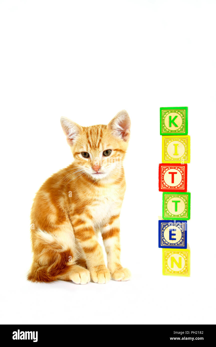 Ginger mackerel tabby kitten sat next to wood alphabet blocks isolated