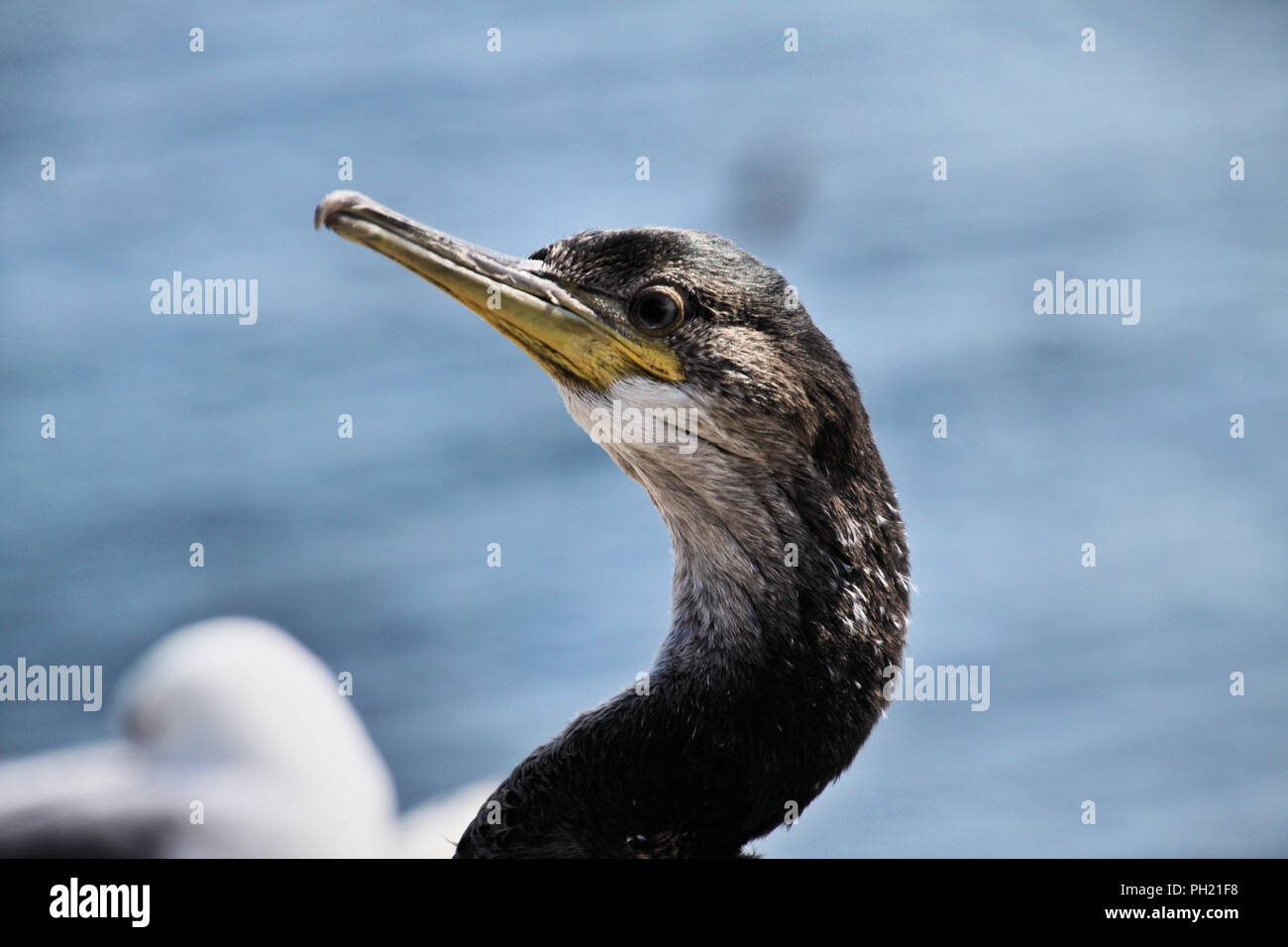 A view of a Cormorant Stock Photo