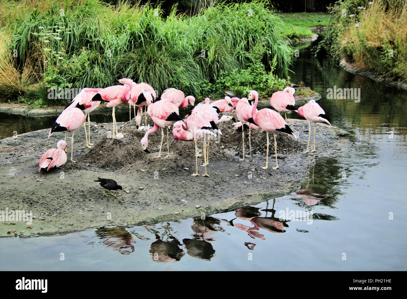 A View Of A Group Of Flamingos At Slimbridge Stock Photo - Alamy