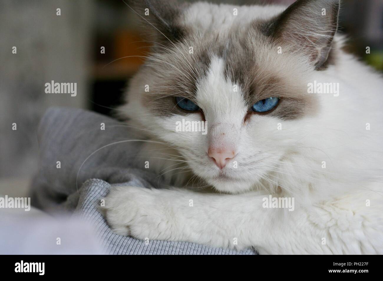 Ragdoll Blue bicolor cat Stock Photo - Alamy