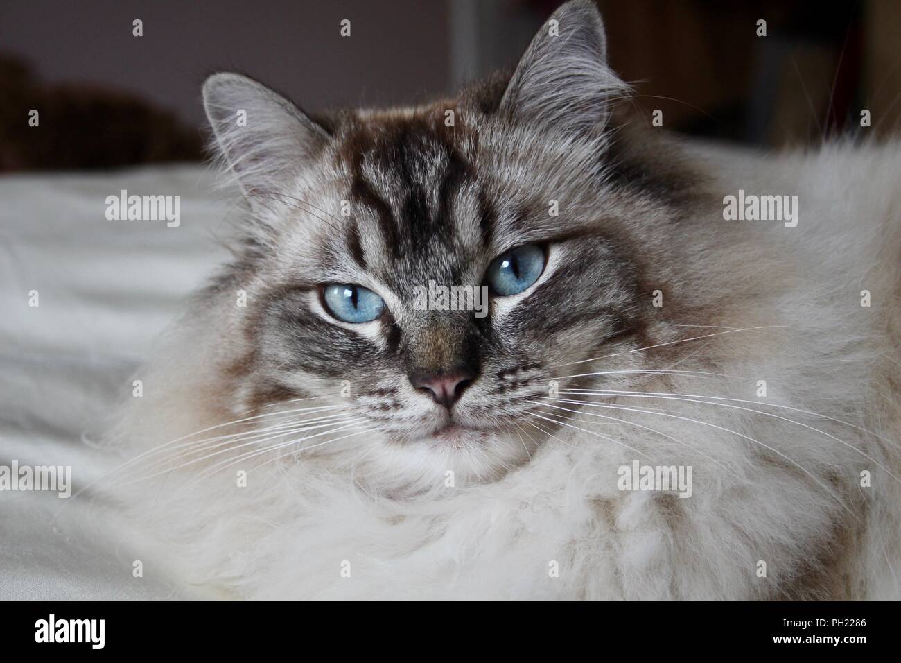 Lynx Ragdoll Cat Blue Eyes Stock Photo Alamy