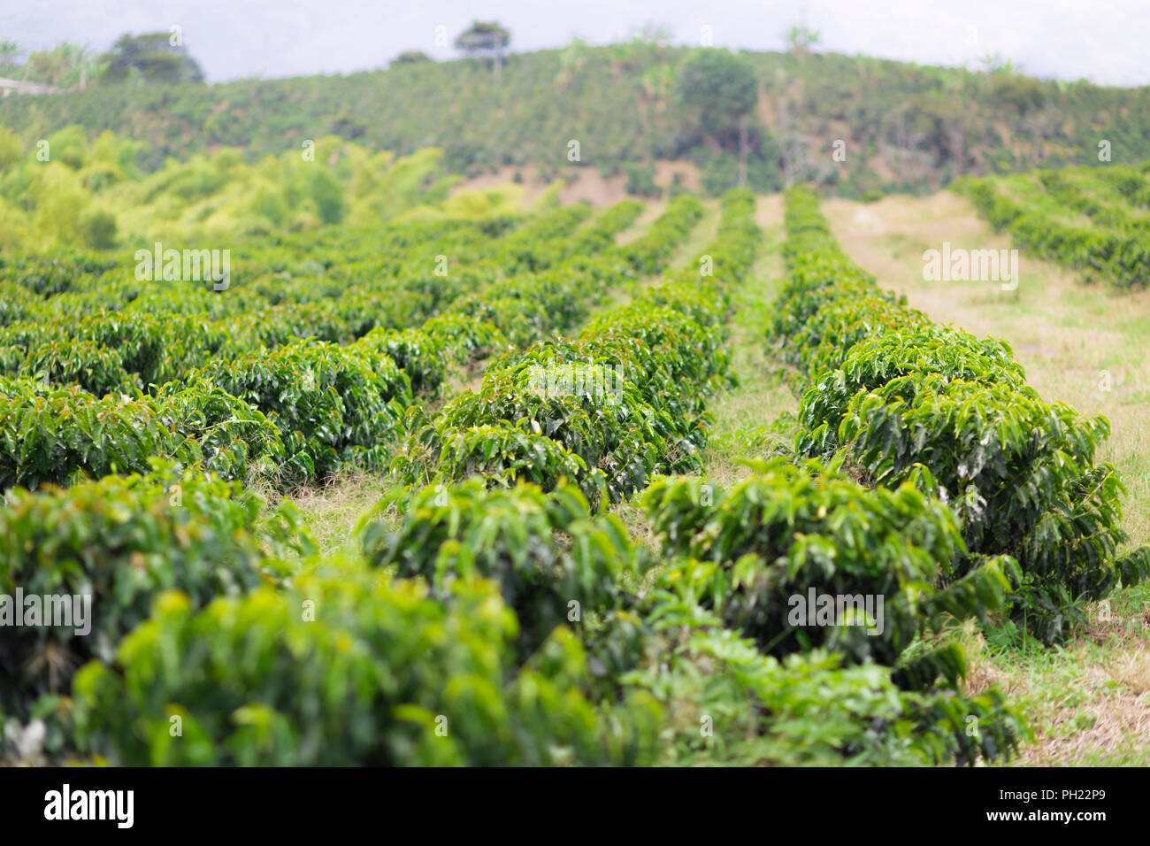 Coffee farm and mexico hires stock photography and images Alamy