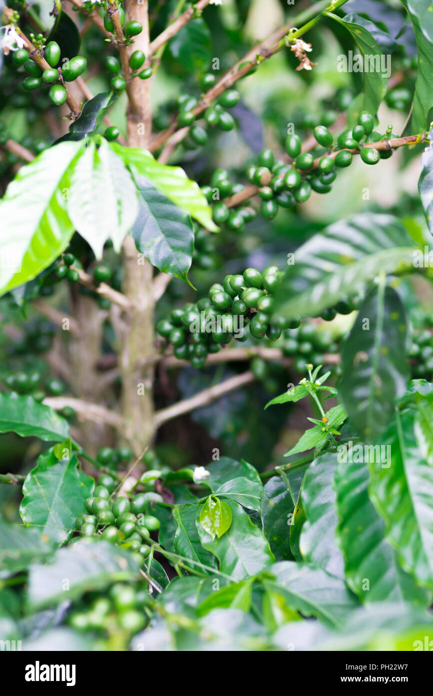 Organic Coffee Farm, Coffee Plantation In Beautiful Farm Stock Photo Alamy