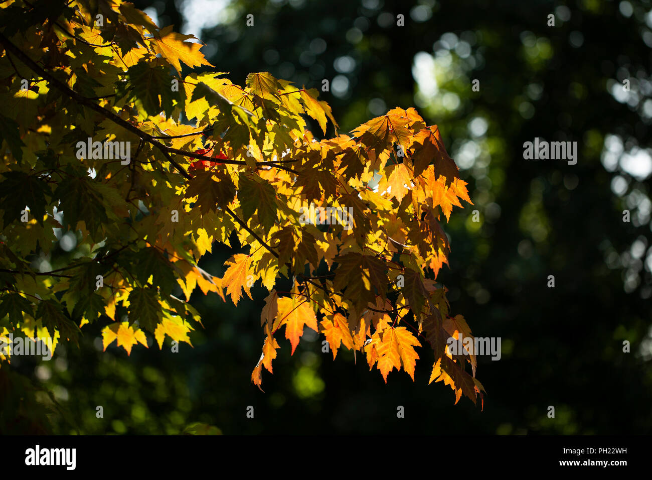 Maple (Acer) leaves with fall colors beginning to turn, with the