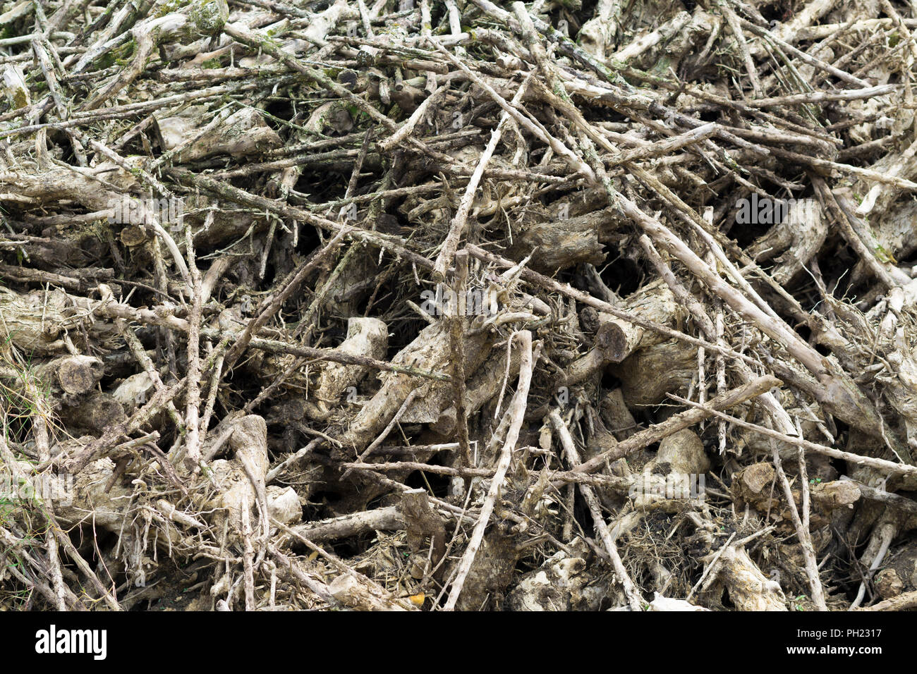 Dry Rotten Branches Pile in Farm Stock Photo