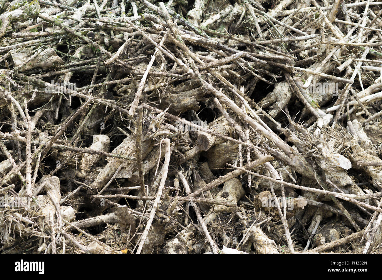 Dry Rotten Branches Pile in Farm Stock Photo