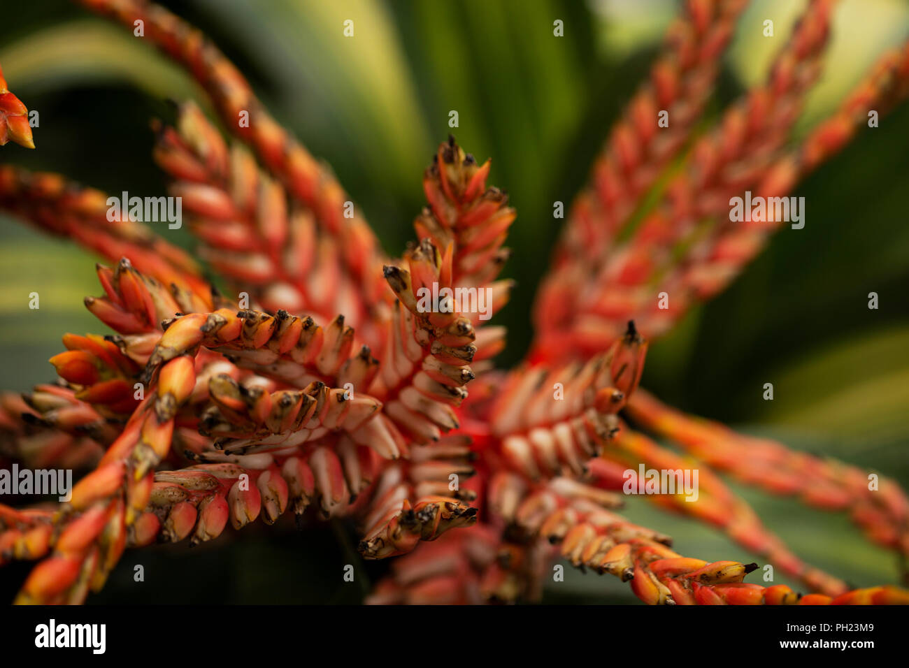 Aechmea, a bromeliad, in variety Patricia's Secret. Stock Photo