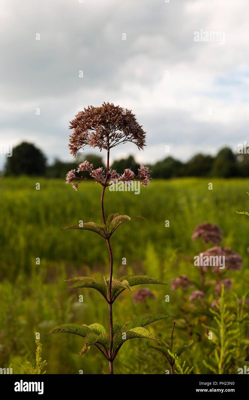 Eupatorium fortunei, a flowering plant in the family Asteraceae. Native to Asia, it has medicinal uses. Stock Photo