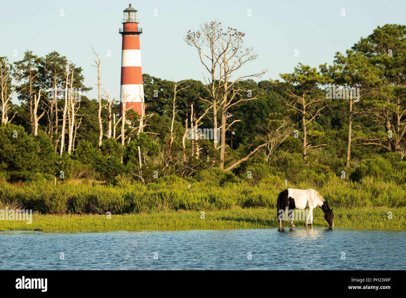 A wild pony in front of Assateague Lighthouse on Assateague Island in the Chincoteague National Wildlife Refuge on the Eastern Shore of Virginia. Stock Photo