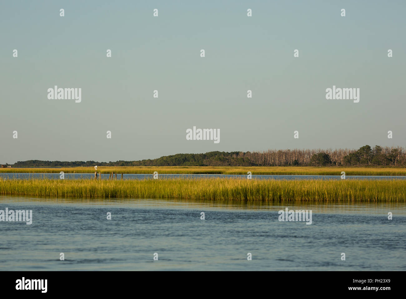Salt marsh cordgrass (Spartina alterniflora) in the salt marshes on the western side of Chincoteague Island, Virginia, USA. Stock Photo