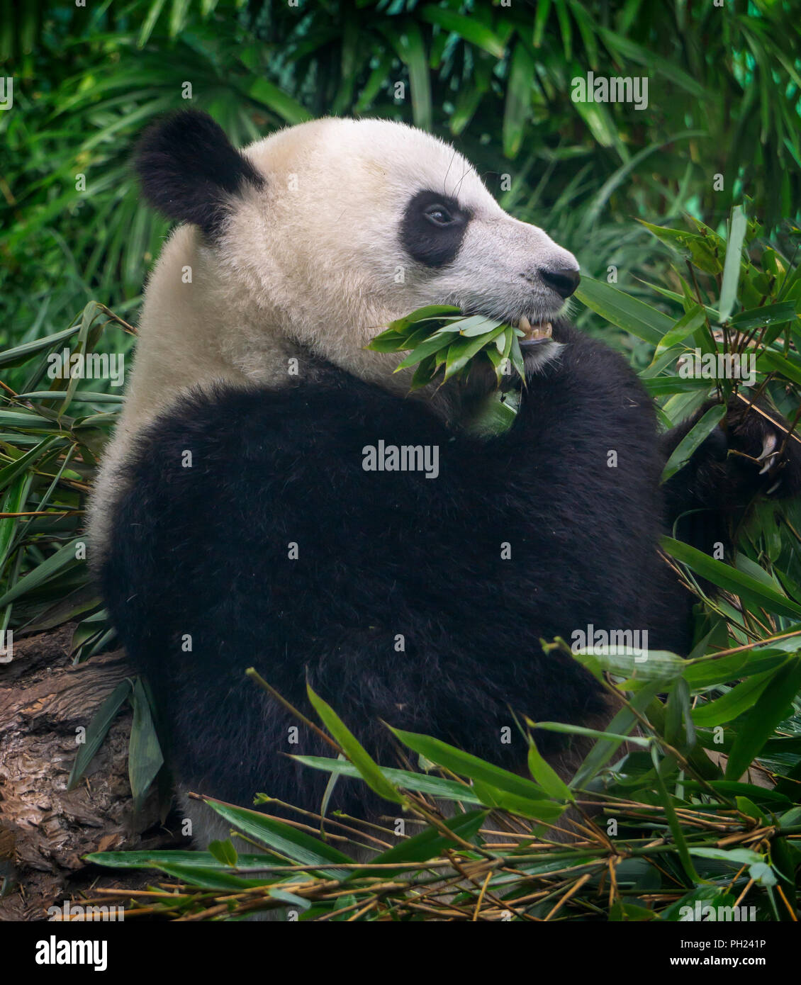 Giant panda Calgary Zoo Alberta Canada Stock Photo