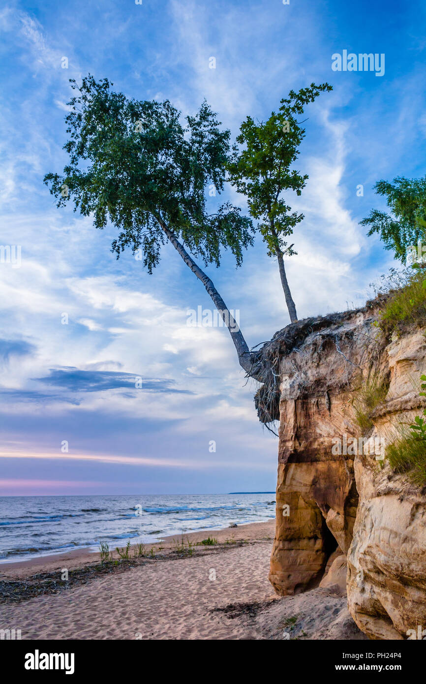 Birch tree on the cliff Stock Photo