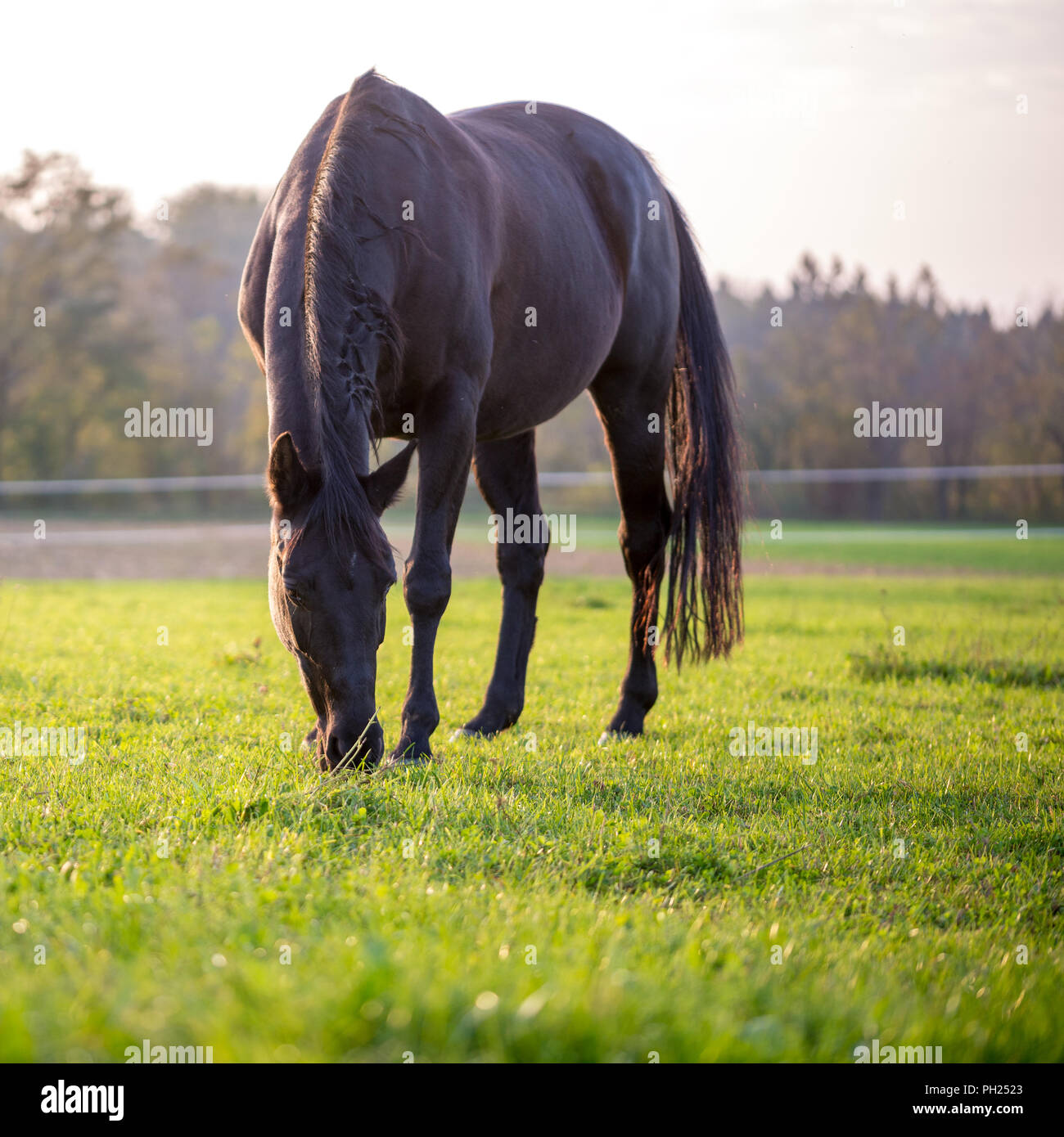 Horse grazing in a lush green meadow in square format Stock Photo - Alamy