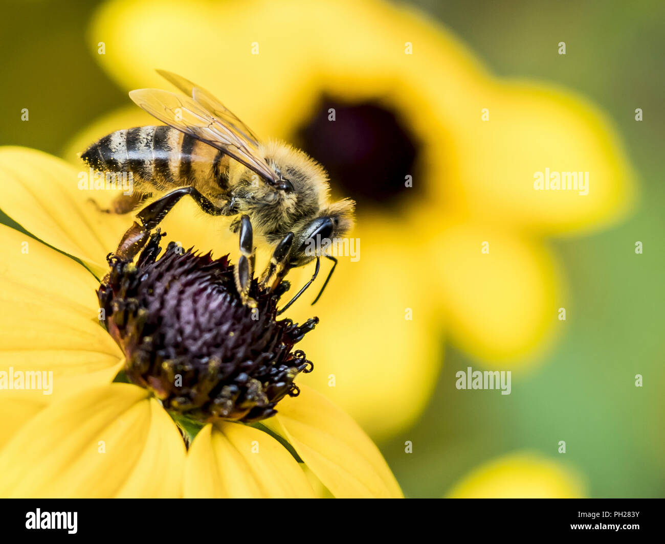 Best flowers for honey bees hires stock photography and images Alamy