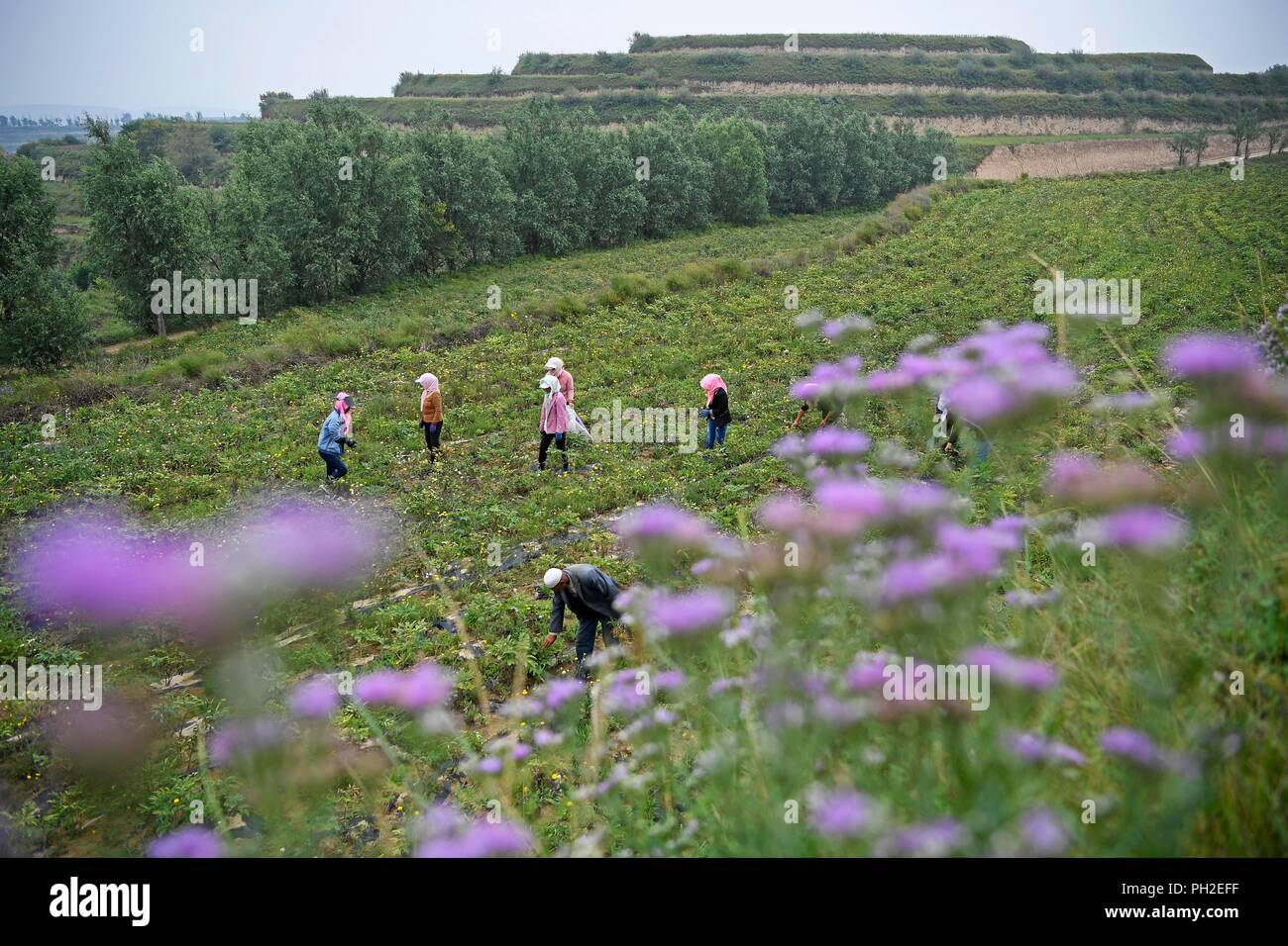(180830) -- GUYUAN, Aug. 30, 2018 (Xinhua) -- Farmers pick peony flower seeds for oil manufacturing at a planting base in Yuanzhou District of Guyuan City, northwest China's Ningxia Hui Autonomous Region, Aug. 28, 2018. Yuanzhou government started to cooperate with the peony seed oil company Ruidanyuan in 2014 to establish a peony planting base for processing and production of peony products on barren mountains. So far, the planting base has created over 300 job opportunities for impoverished locals and achieved sound improvements on environmental protection. (Xinhua/Wang Peng) (hxy) Stock Photo