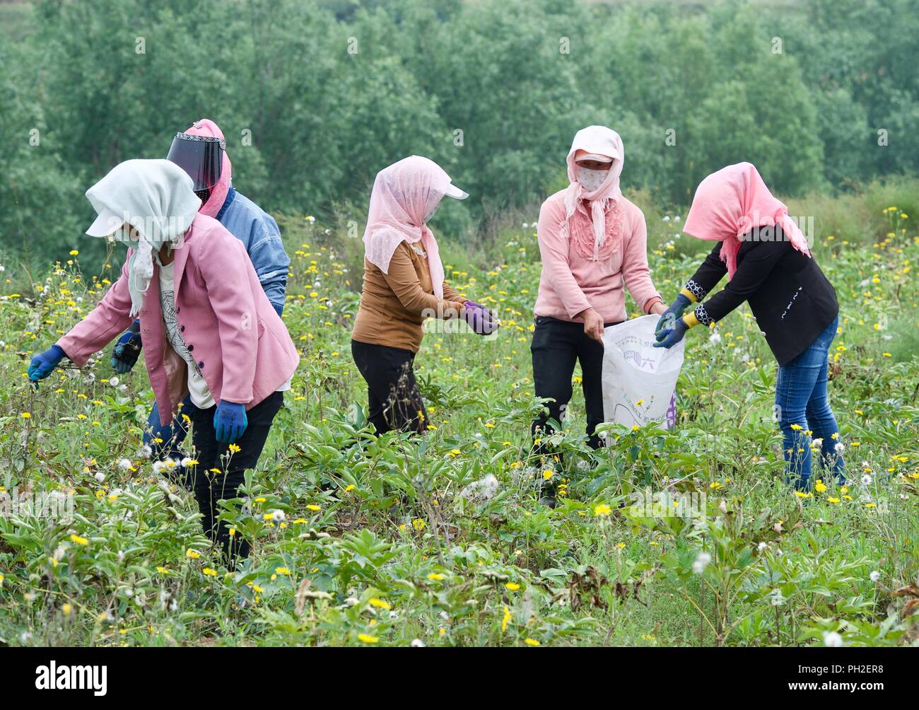 (180830) -- GUYUAN, Aug. 30, 2018 (Xinhua) -- Farmers pick peony flower seeds for oil manufacturing at a planting base in Yuanzhou District of Guyuan City, northwest China's Ningxia Hui Autonomous Region, Aug. 28, 2018. Yuanzhou government started to cooperate with the peony seed oil company Ruidanyuan in 2014 to establish a peony planting base for processing and production of peony products on barren mountains. So far, the planting base has created over 300 job opportunities for impoverished locals and achieved sound improvements on environmental protection. (Xinhua/Jiang Kehong) (hxy) Stock Photo