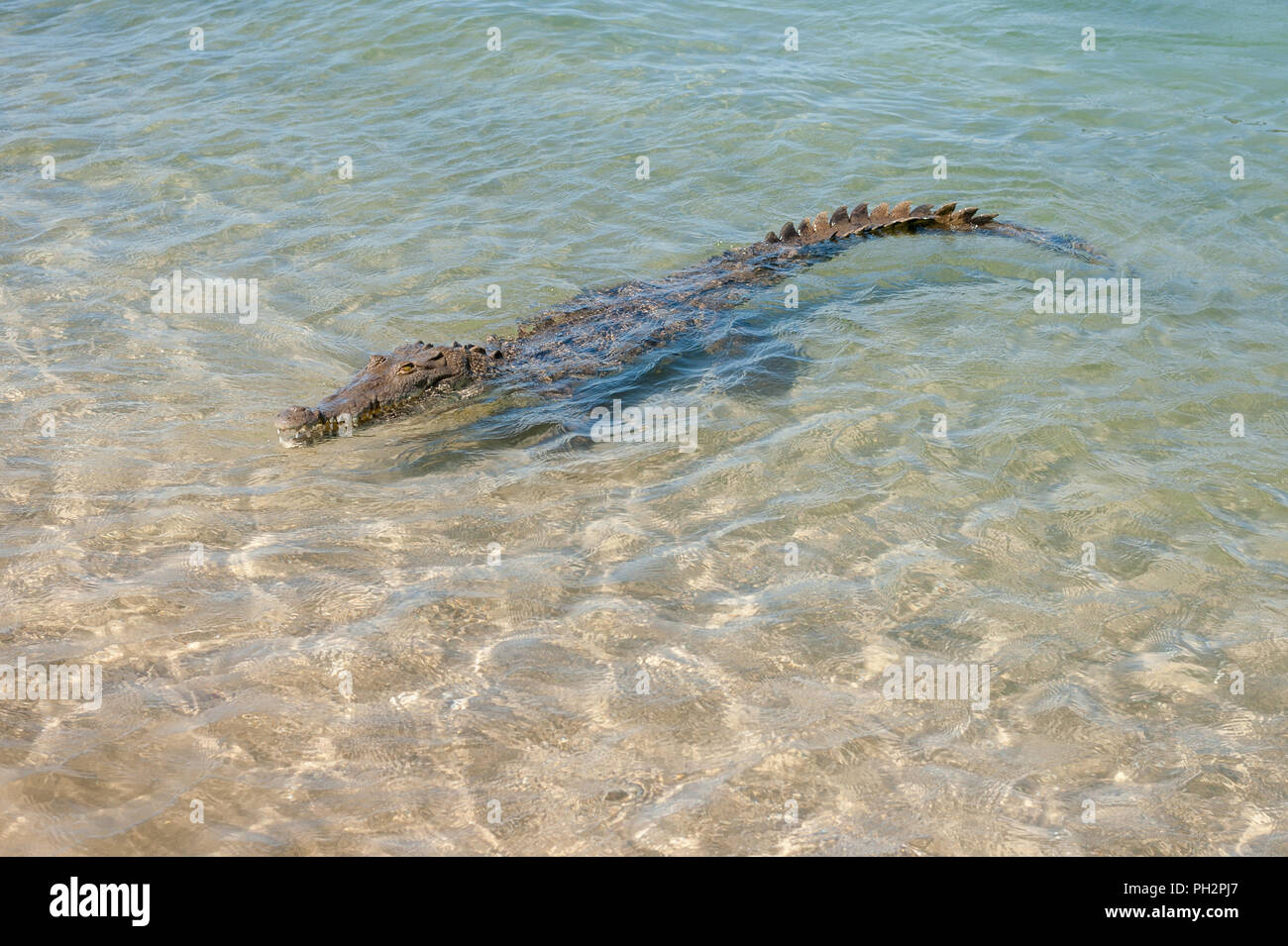 Crocodile at Tamarindo beach, Costa Rica Stock Photo