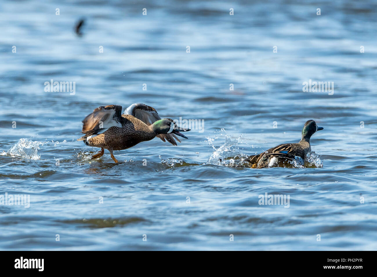 A  breeding male Blue-winged Teal changes another in the water. Stock Photo