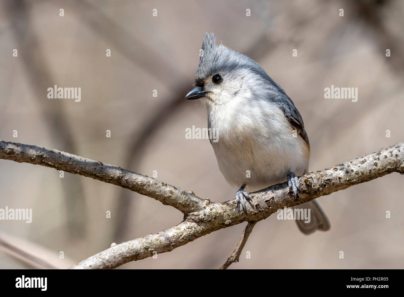 Tuffed Titmouse (Baeolophus bicolor) perched on a branch in a forest. Stock Photo