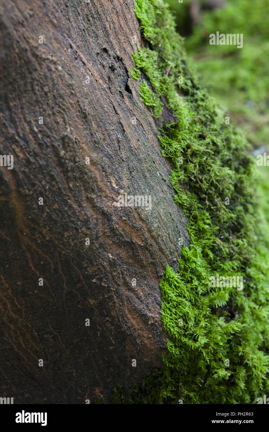 Moss Covered Tree in a Forest in San Francisco's Golden Gate Park Stock