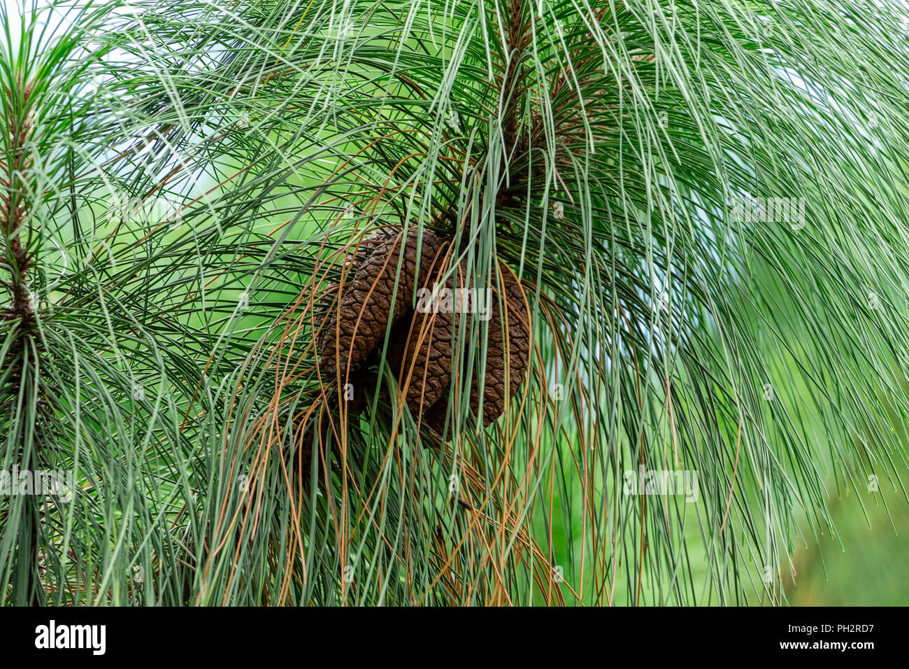 Longleaf pine (Pinus palustris) cones, multiple, brown - Davie, Florida, USA Stock Photo