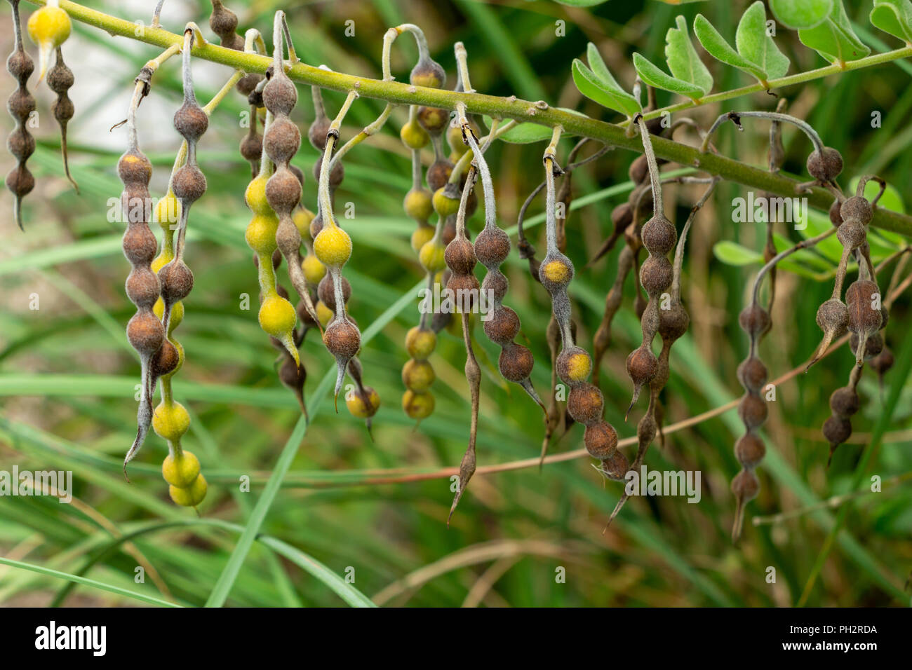 Eve's Necklace (Sophora affinis) (Trees and Shrubs of TRAC Guide ) ·  iNaturalist