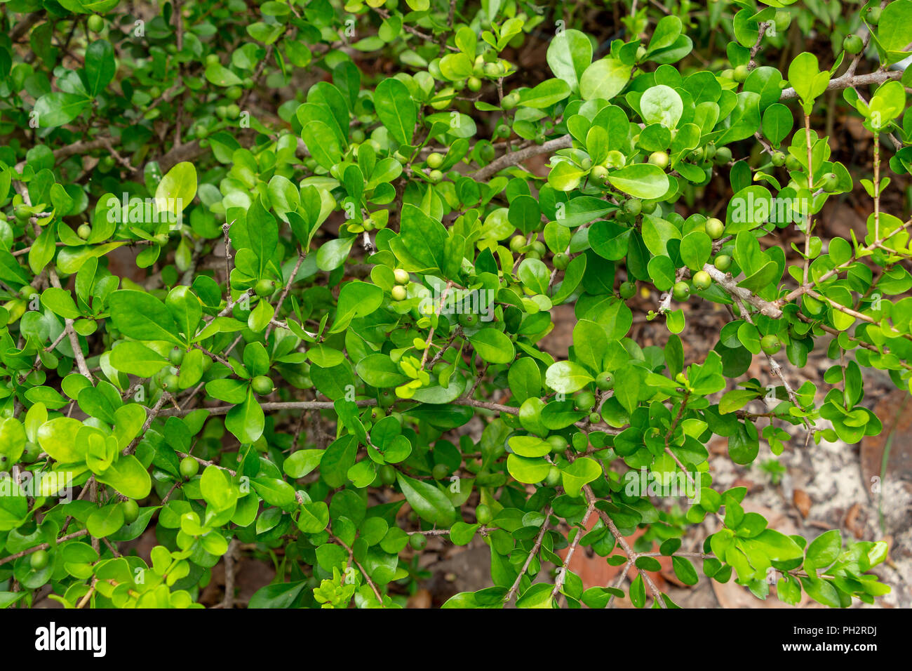 White indigoberry (Randia aculeata) - Davie, Florida, USA Stock Photo