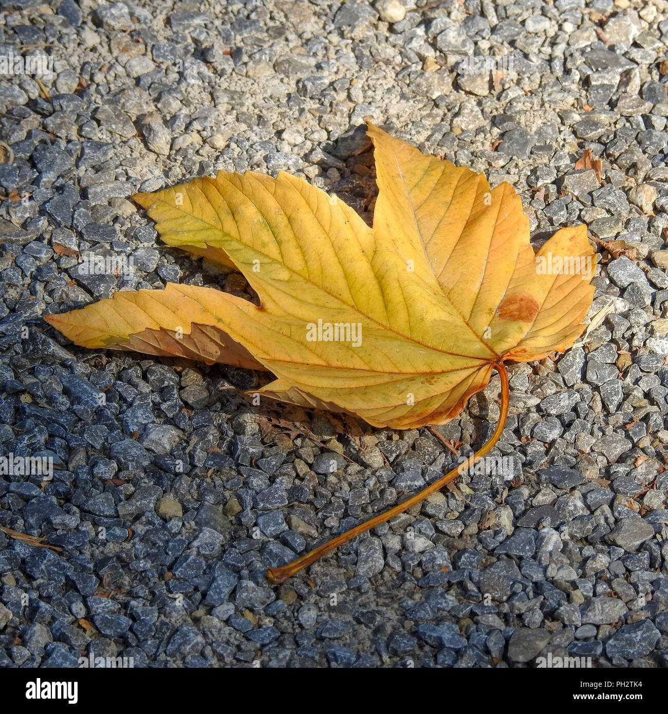 Yellow leaf on the ground Stock Photo - Alamy