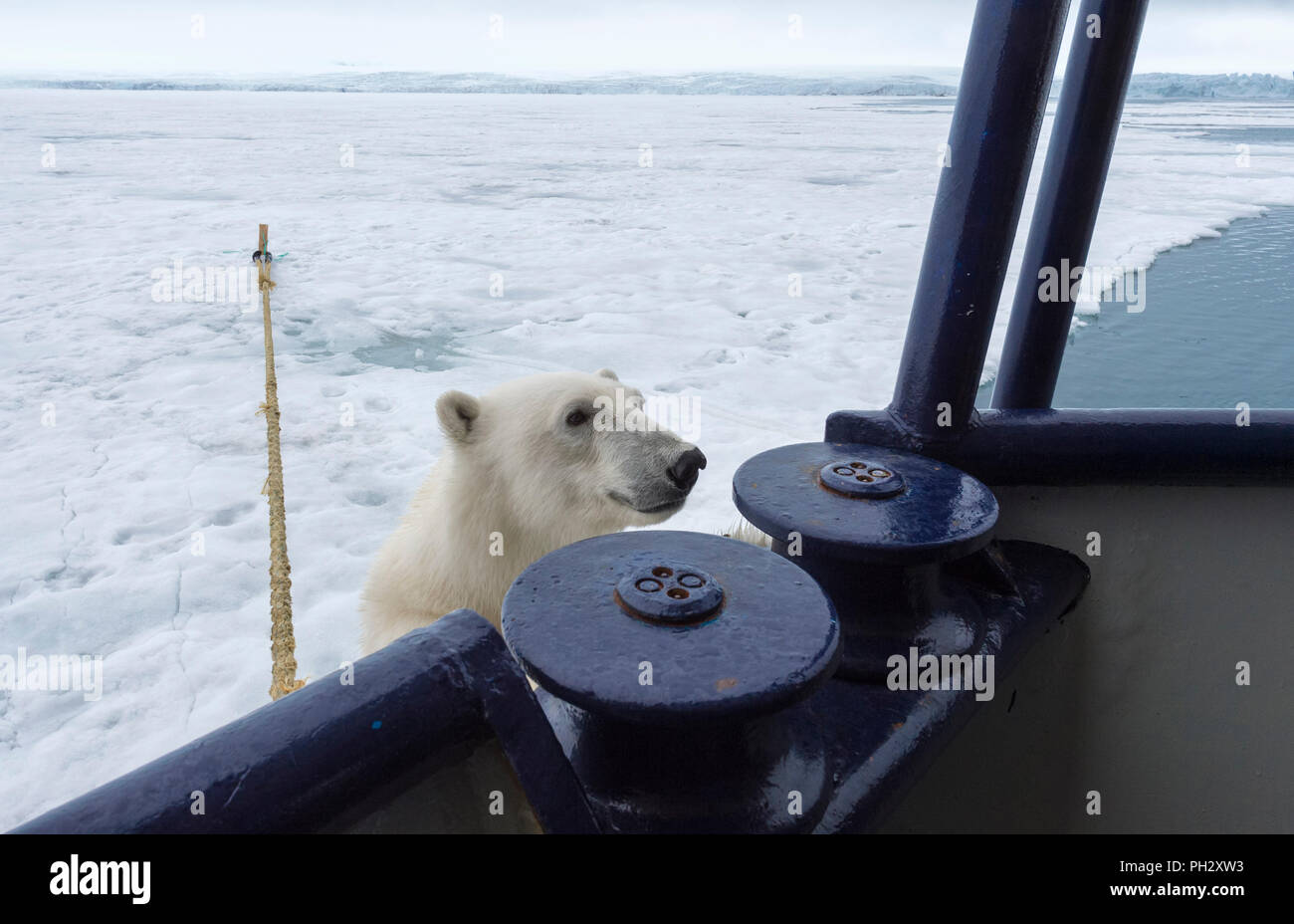 Polar Bear (Ursus maritimus) trying to climb an expedition ship, Svalbard Archipelago, Norway Stock Photo