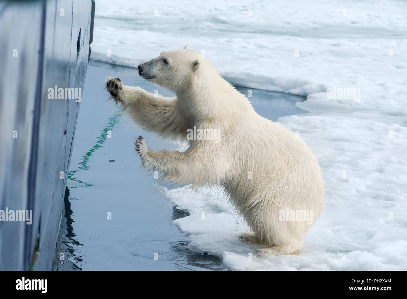 Curious Polar Bear (Ursus maritimus) springing on ship's hull and trying to enter through a porthole, Svalbard Archipelago, Norway Stock Photo