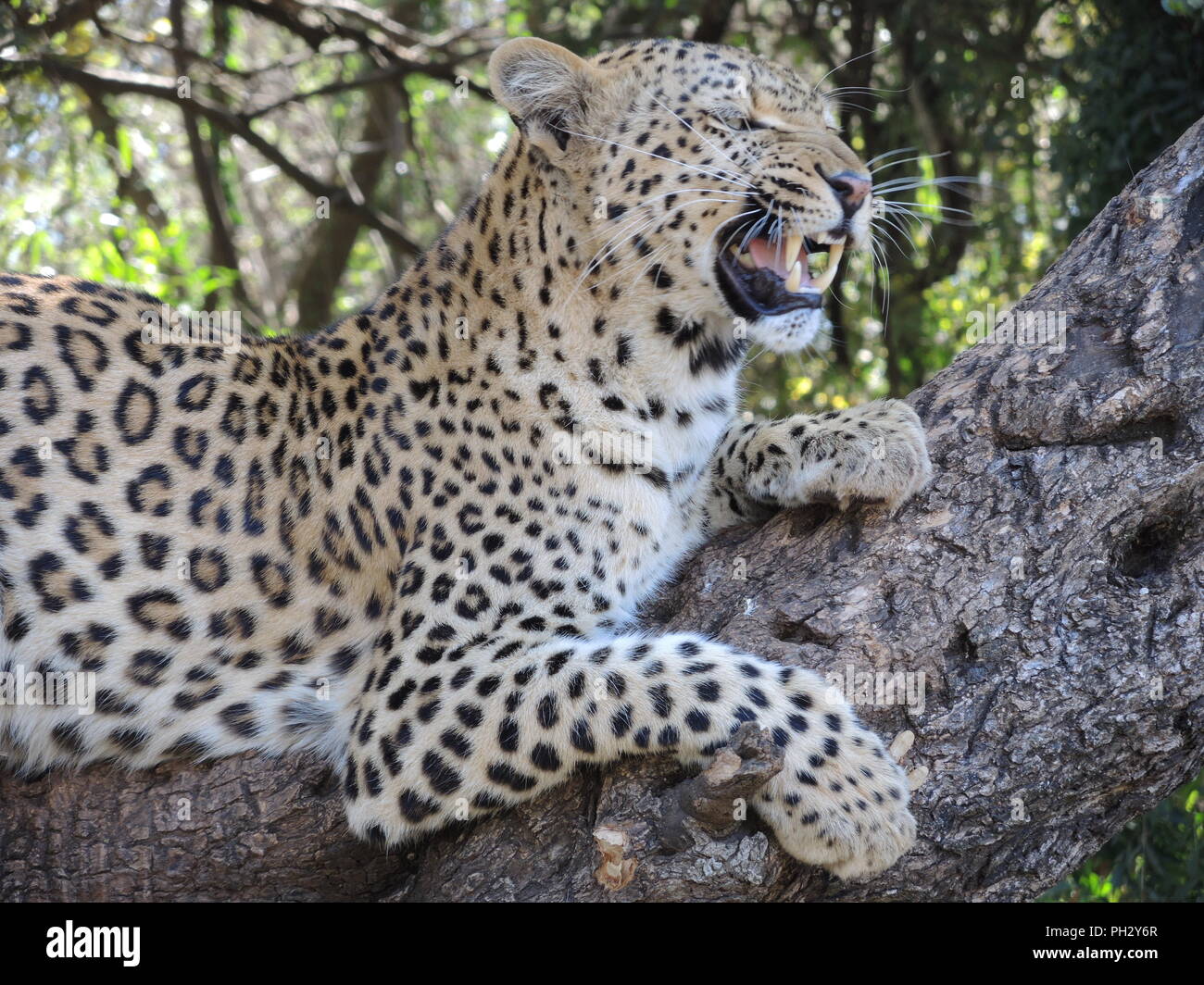 Wild leopard roaring in South Africa Stock Photo