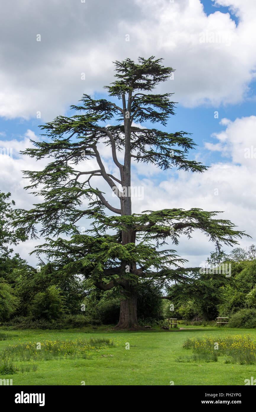 A Lone Scots pine ( Pinus sylvestris) tree growing in a forest park in Essex with space for future growth Stock Photo