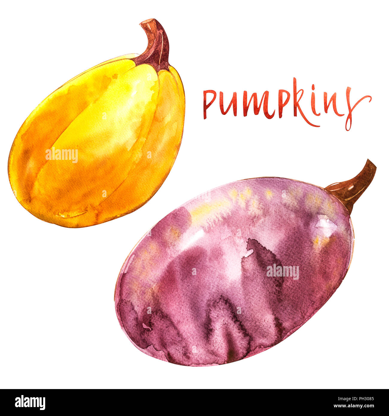 Pumpkins set. Hand drawn watercolor painting on white background ...