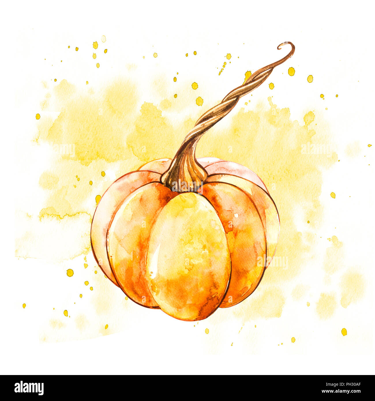 Pumpkin. Hand drawn watercolor painting on white background. Watercolor ...