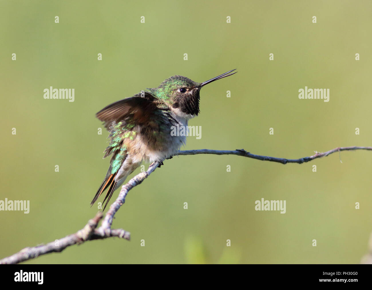 hummingbirds in colorado winter