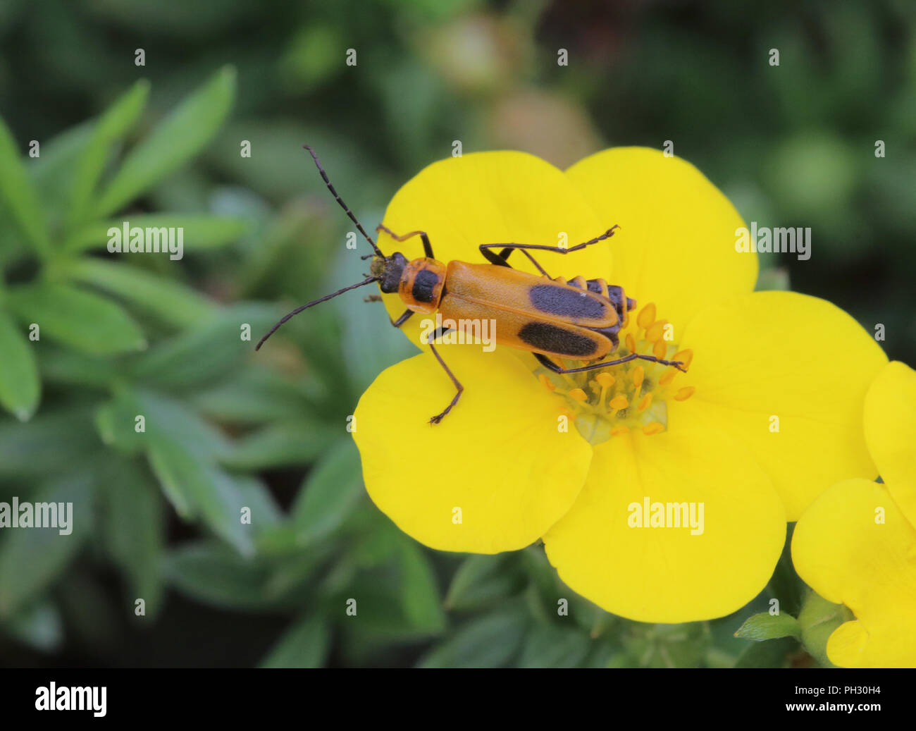 Goldenrod Soldier Beetle August 19th, 2018 Brandon, South Dakota Stock Photo