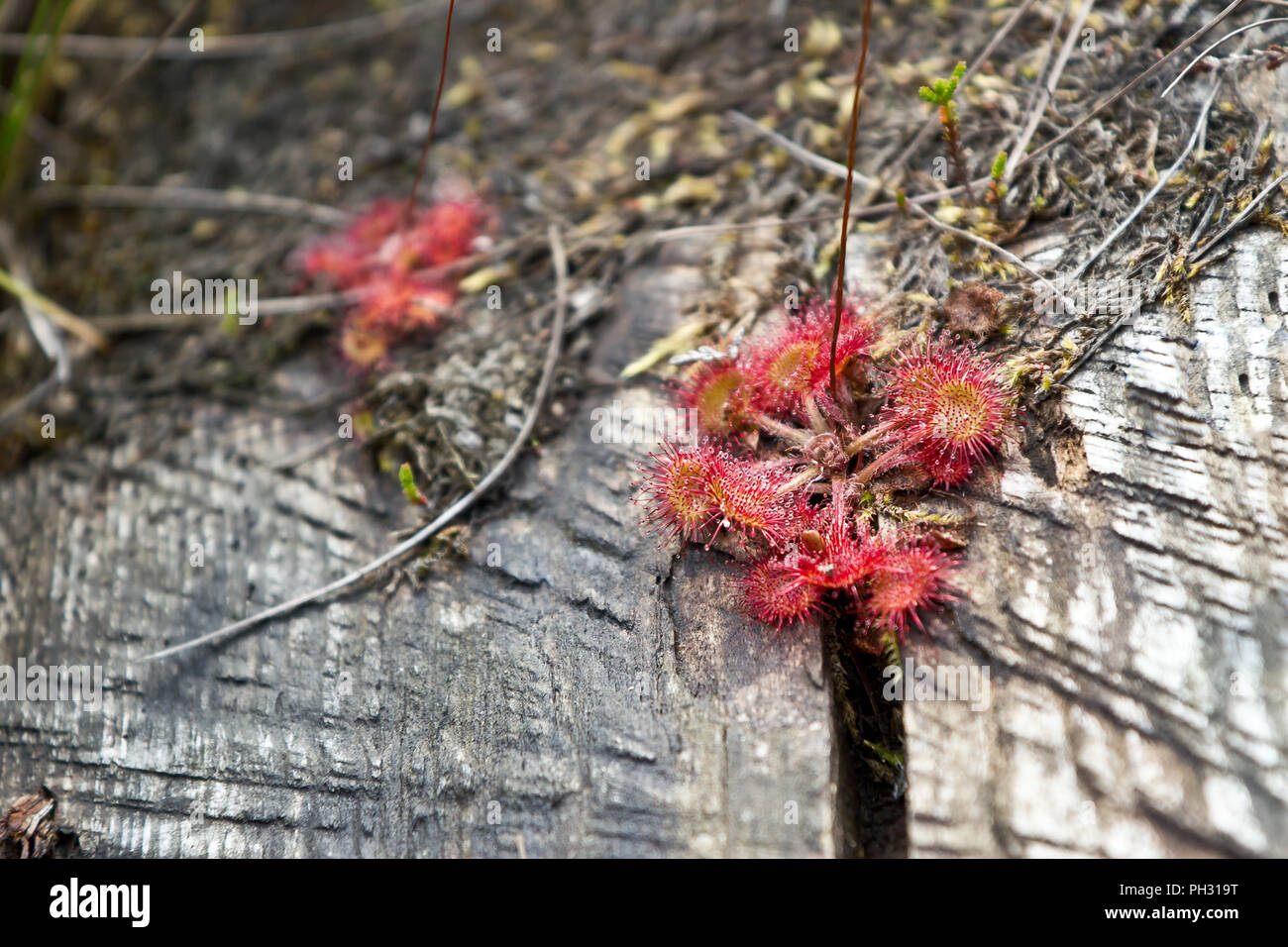 Round-leaved sundew, insect eater plant Stock Photo