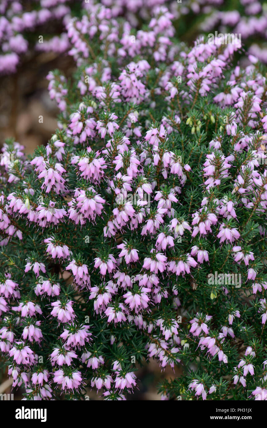Erica Archie Graham Stock Photo Alamy