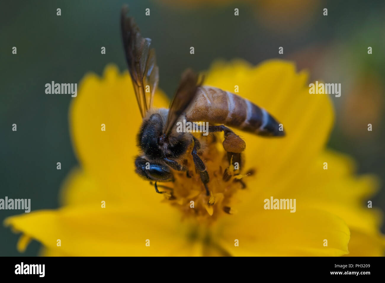 Honey bee pollinating a yellow cosmos flower Stock Photo - Alamy