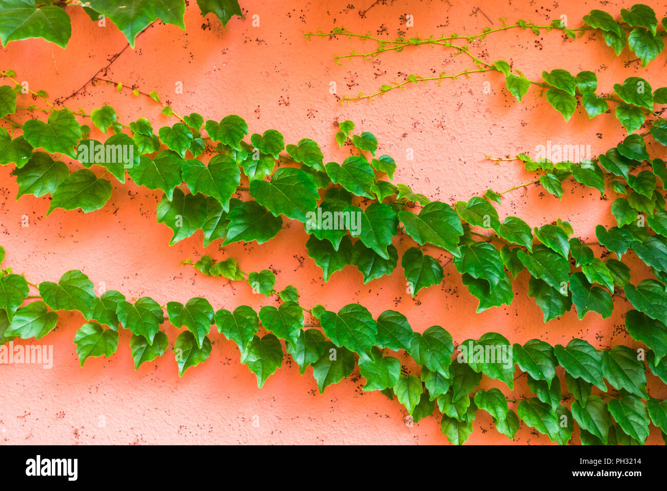 Pink wall with green ivy Stock Photo Alamy